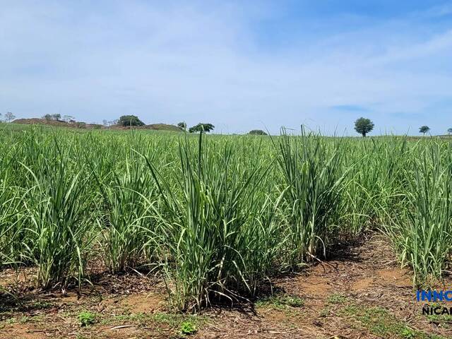 #66 - Finca Agrícola para Venta en Chinandega - Chinandega - 3
