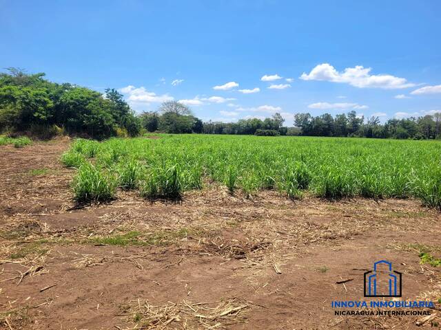 #84 - Finca Agrícola para Venta en Chinandega - Chinandega