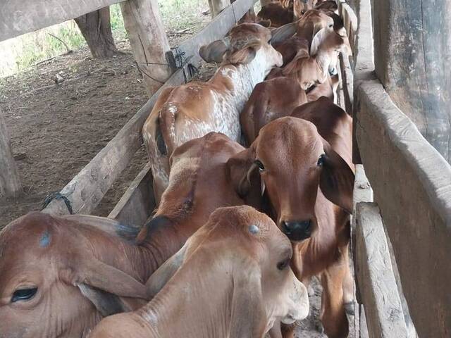 #92 - Finca Agrícola y Ganadera para Venta en Managua - Managua